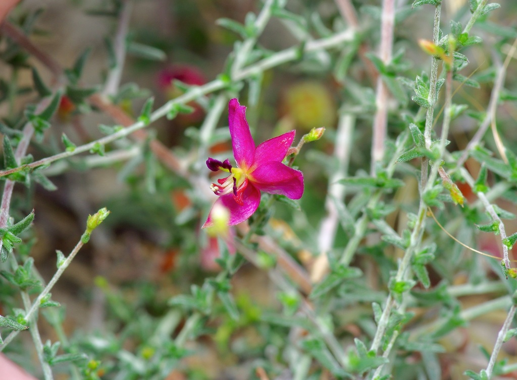 Manystem ratany (Krameria ramosissima)