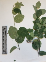 Amelanchier humilis