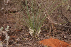 Lomandra effusa