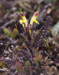 Pedicularis oederi