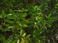Glycosmis parviflora
