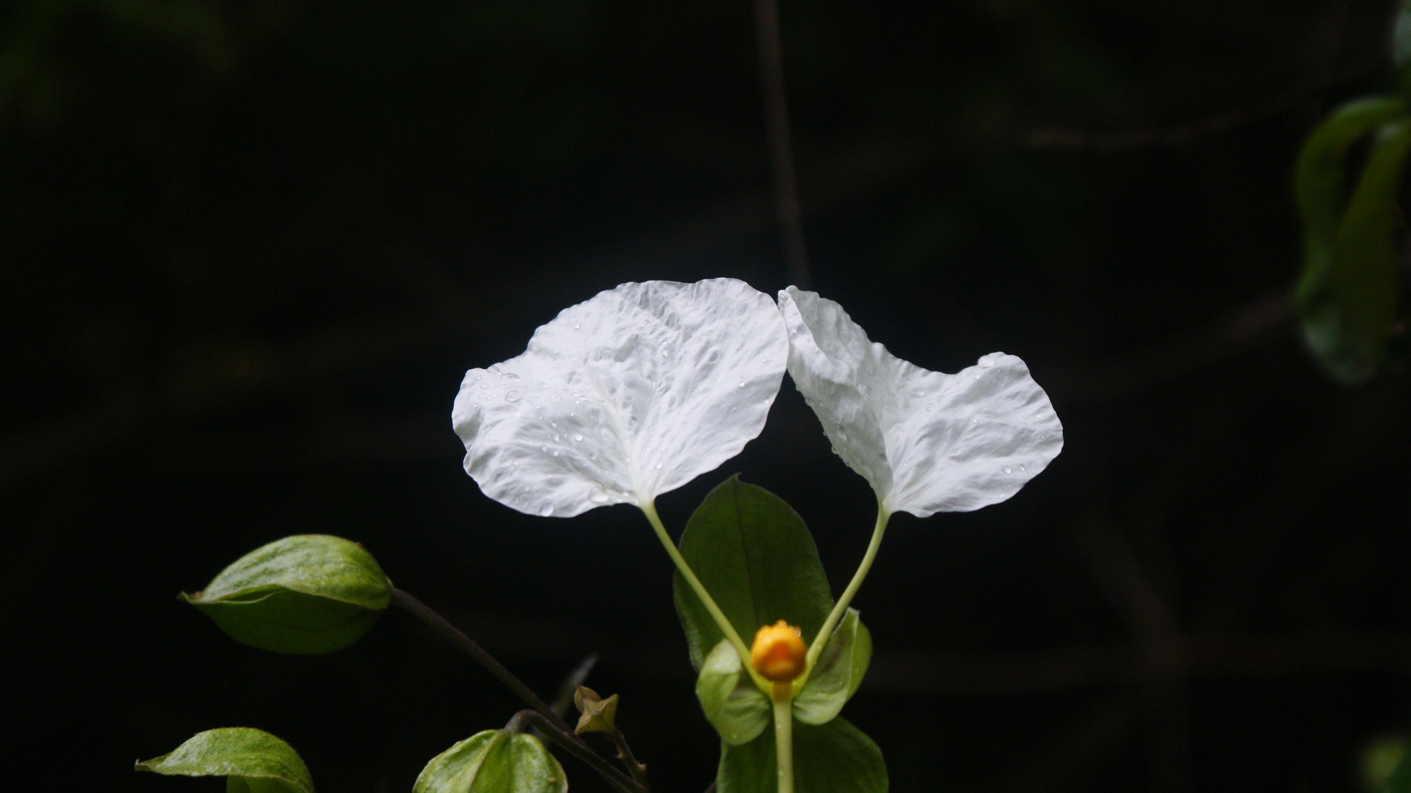 Cadaba trifoliata