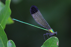 Calopteryx dimidiata