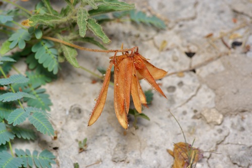 Sharppod Rushpea (Hoffmannseggia oxycarpa)