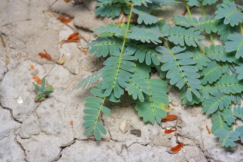 Image of Hoffmannseggia oxycarpa by (c) Michelle W. （鍾偉瑋）, some rights reserved (CC BY)
