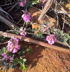 Indigofera mauritanica