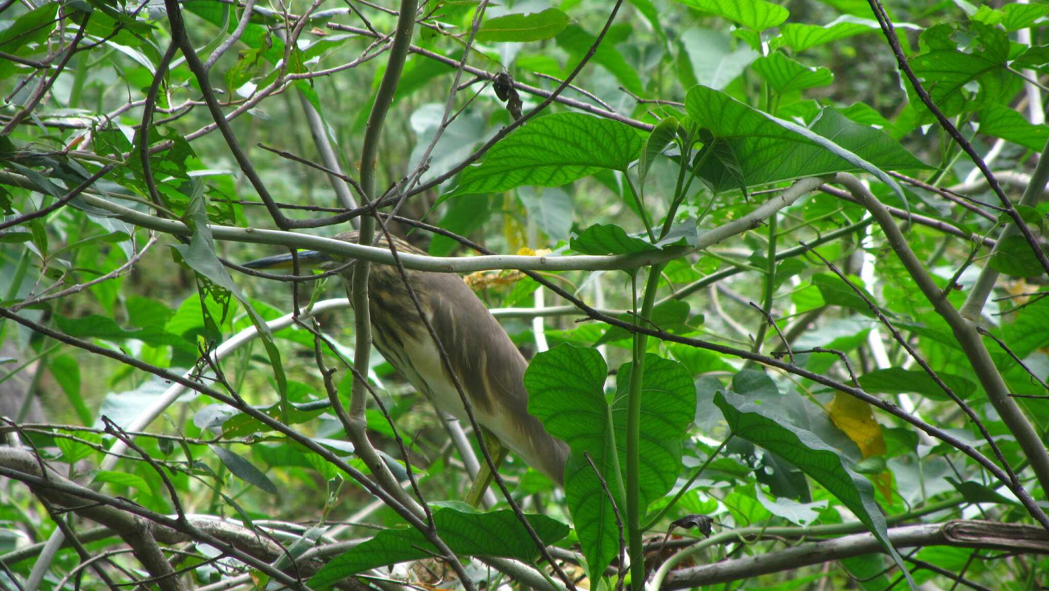Indian Pond Heron