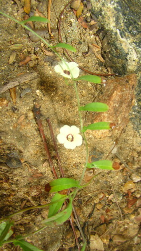 Image of Xenostegia tridentata by (c) Paulmathi Vinod, some rights reserved (CC BY)