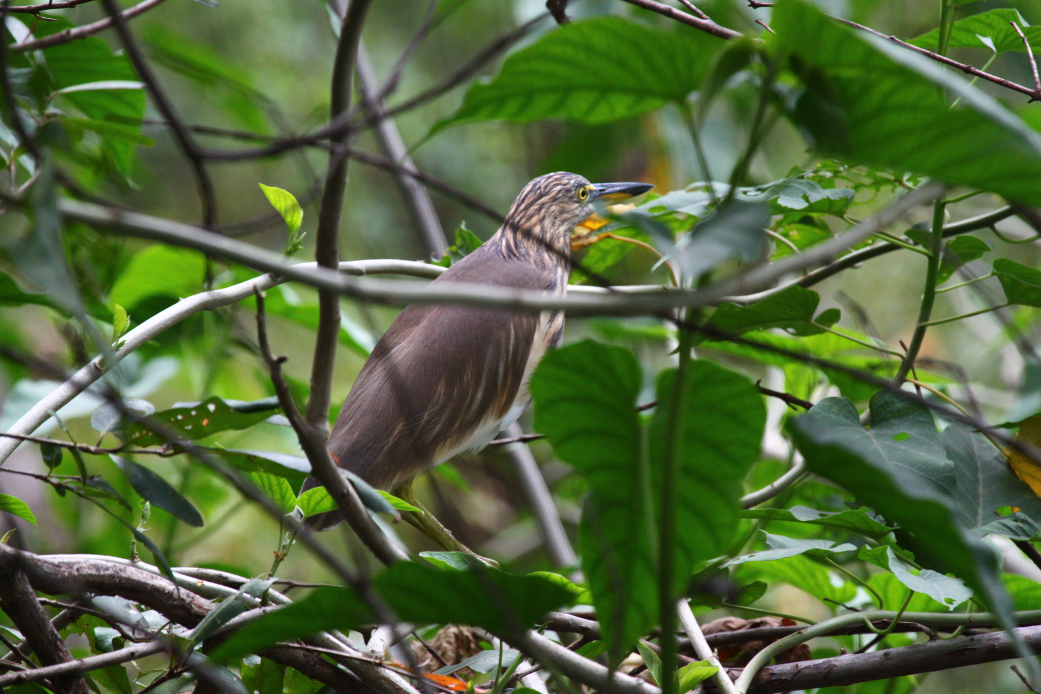 Indian Pond Heron