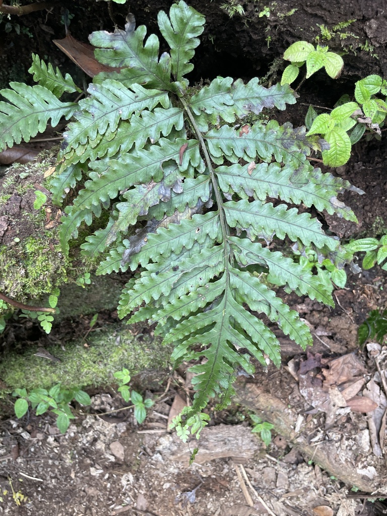 Bolbitis bipinnatifida