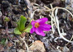 Primula cuneifolia