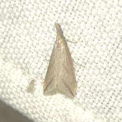 Donacaula longirostrallus