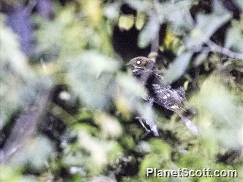 Timor nightjar