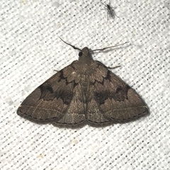 Zanclognatha dentata