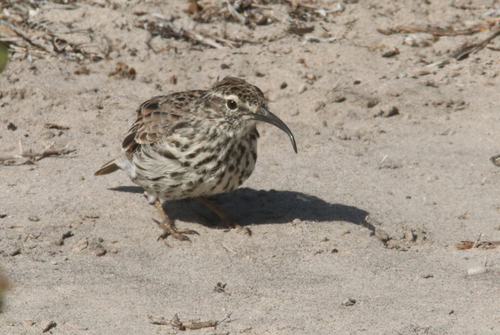 Cape Long-billed Lark (Certhilauda curvirostris), photo 4