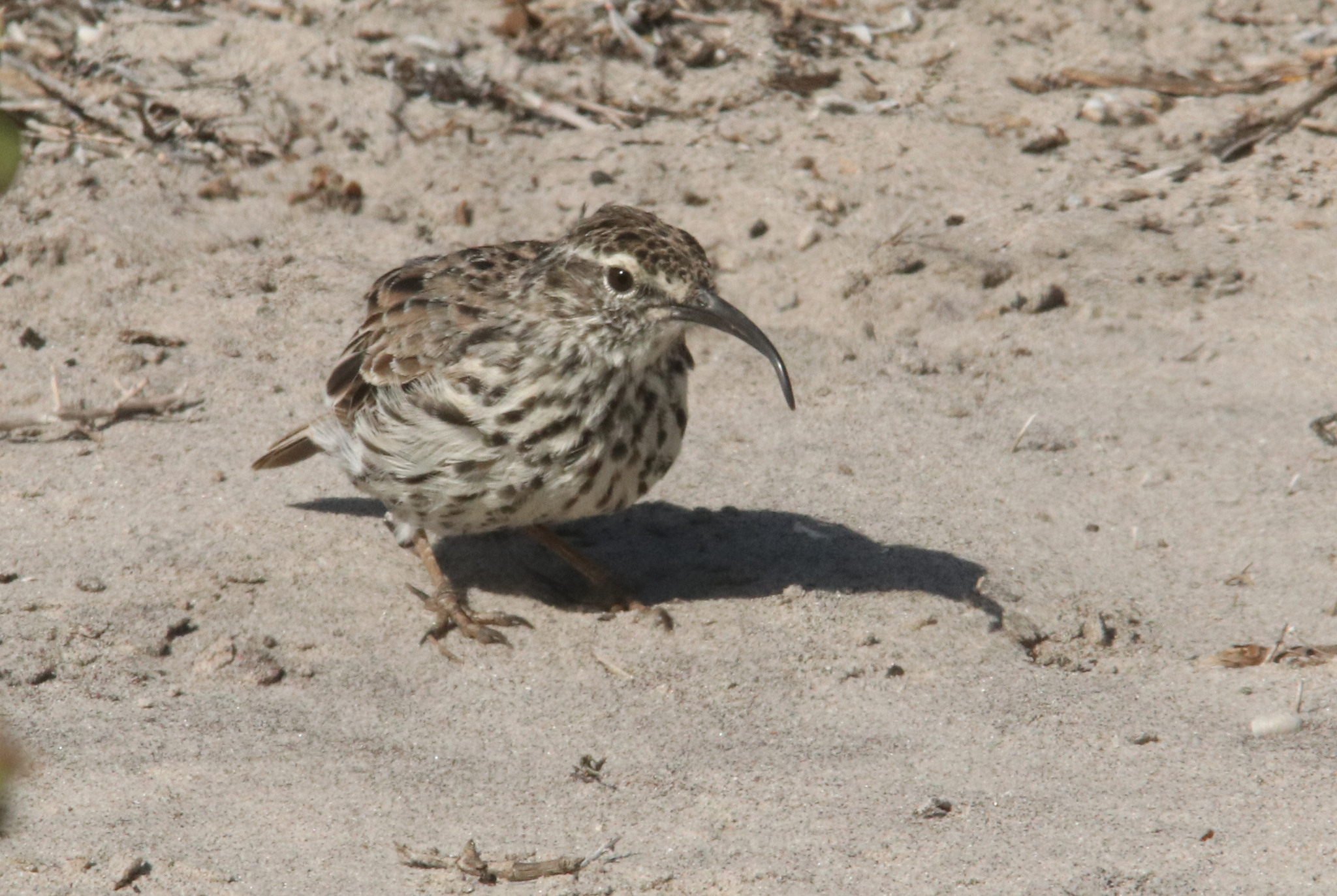 Cape Long-billed Lark (Certhilauda curvirostris), photo 4
