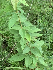 Desmodium nuttallii
