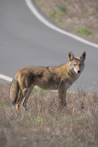 Coyote