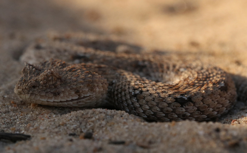 Namaqua Dwarf Adder