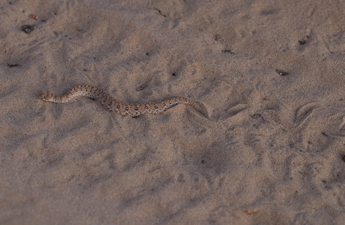 Namaqua Dwarf Adder