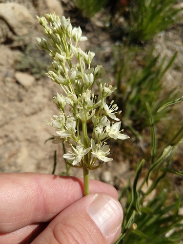 Image of Frasera montana by no rights reserved