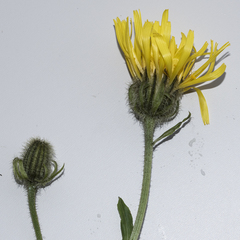 Crepis pyrenaica