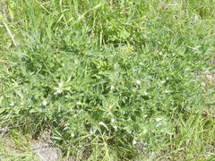 Lithospermum ruderale