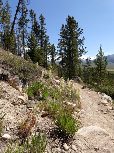 Image of Frasera montana by no rights reserved