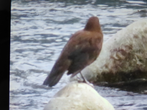 Brown Dipper