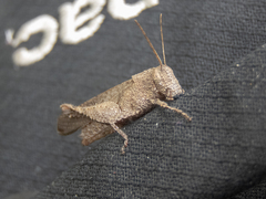 Coptacrinae