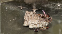 Polistes huisunensis