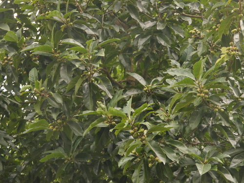 Image of Needlewood Tree (Schima wallichii) by (c) Sagnik Dutta Roy, some rights reserved (CC BY)