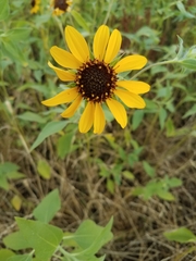 Helianthus bolanderi