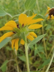 Helianthus bolanderi