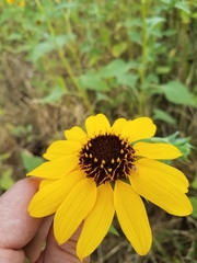 Helianthus bolanderi