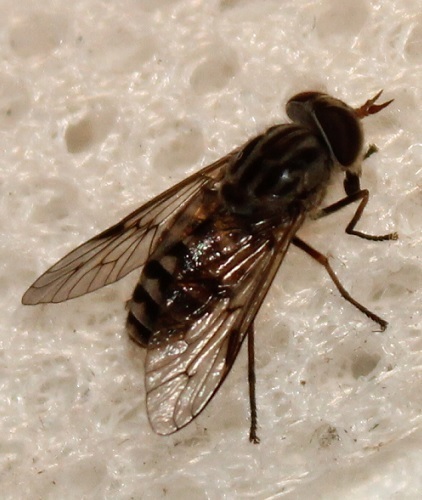 Dasybasis gemella