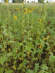 Helianthus bolanderi