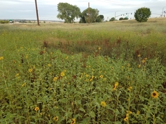Helianthus bolanderi