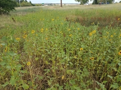 Helianthus bolanderi