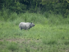 Rhinoceros unicornis