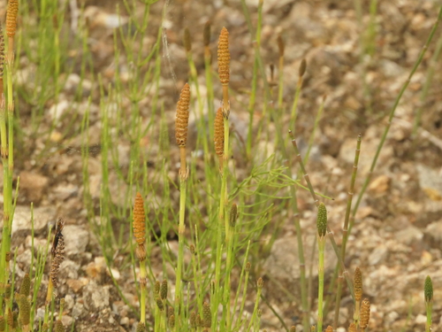 Image of Equisetum diffusum by (c) Sagnik Dutta Roy, some rights reserved (CC BY)