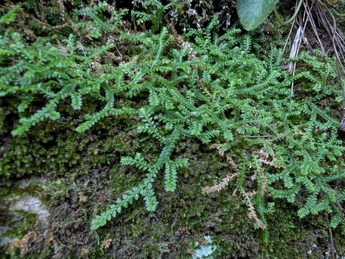 Toothed-leaved clubmoss (Selaginella denticulata)