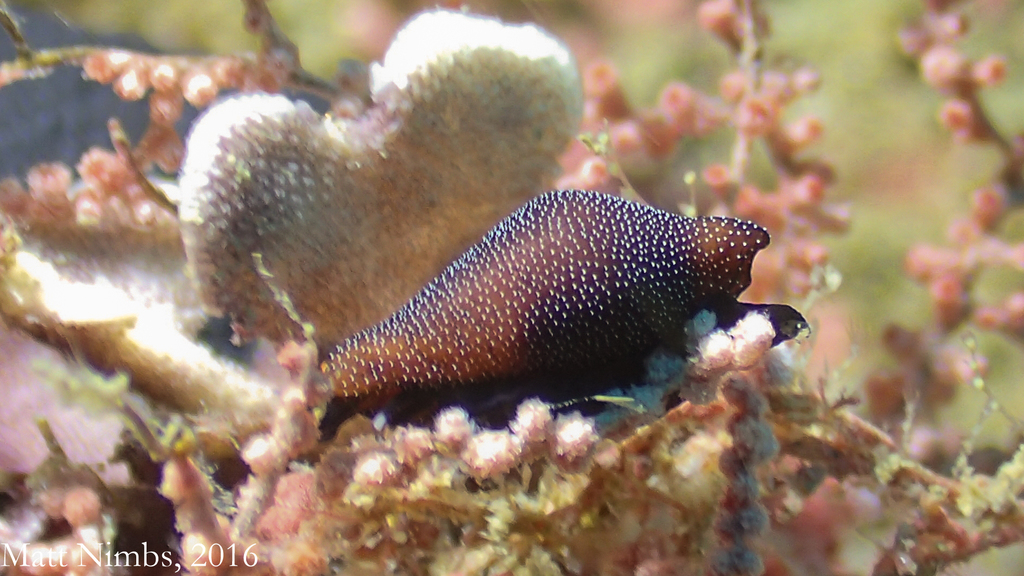 Beautiful Egg Cowry