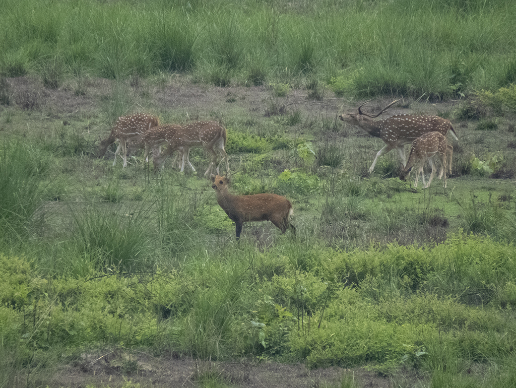 Axis porcinus porcinus, Nepal, by sebastiandoak