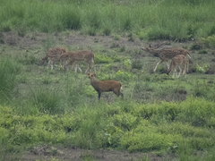 Axis porcinus