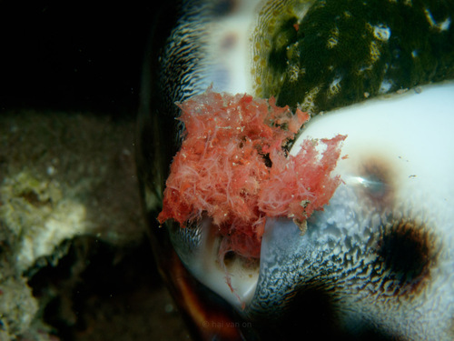 Cypraea tigris observed 2024-10-24