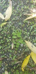 Salvinia minima