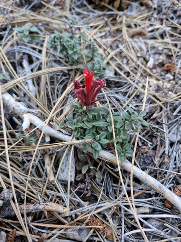 Monardella macrantha, photograph 3