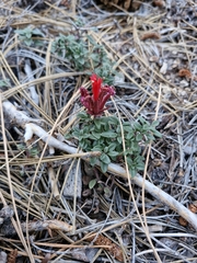 Monardella macrantha, photograph (c) Diego Maldonado de la Torre, some rights reserved (CC BY)