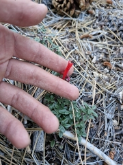 Monardella macrantha, photograph (c) Diego Maldonado de la Torre, some rights reserved (CC BY)